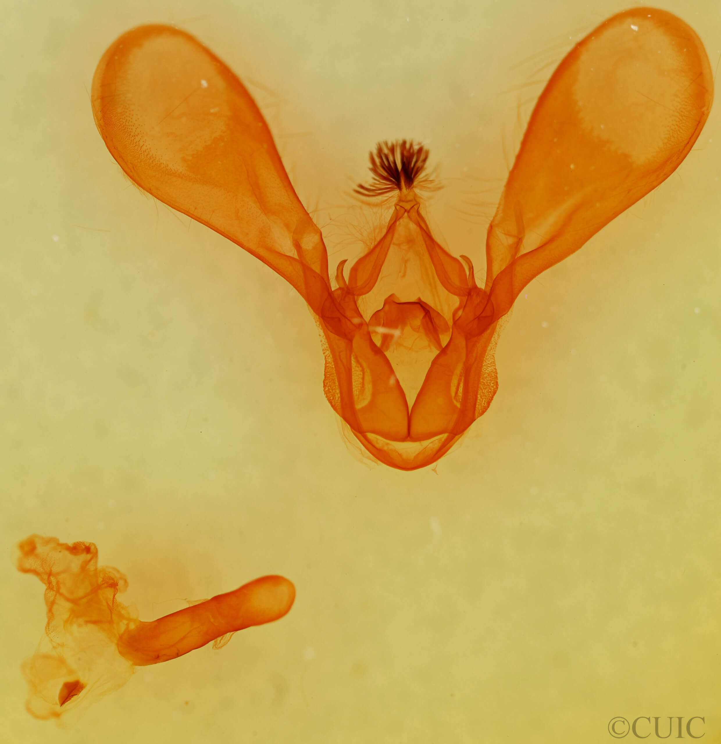 genitalia view of adult Melipotis sp.