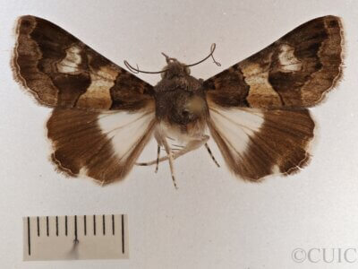 dorsal view of adult Melipotis sp.