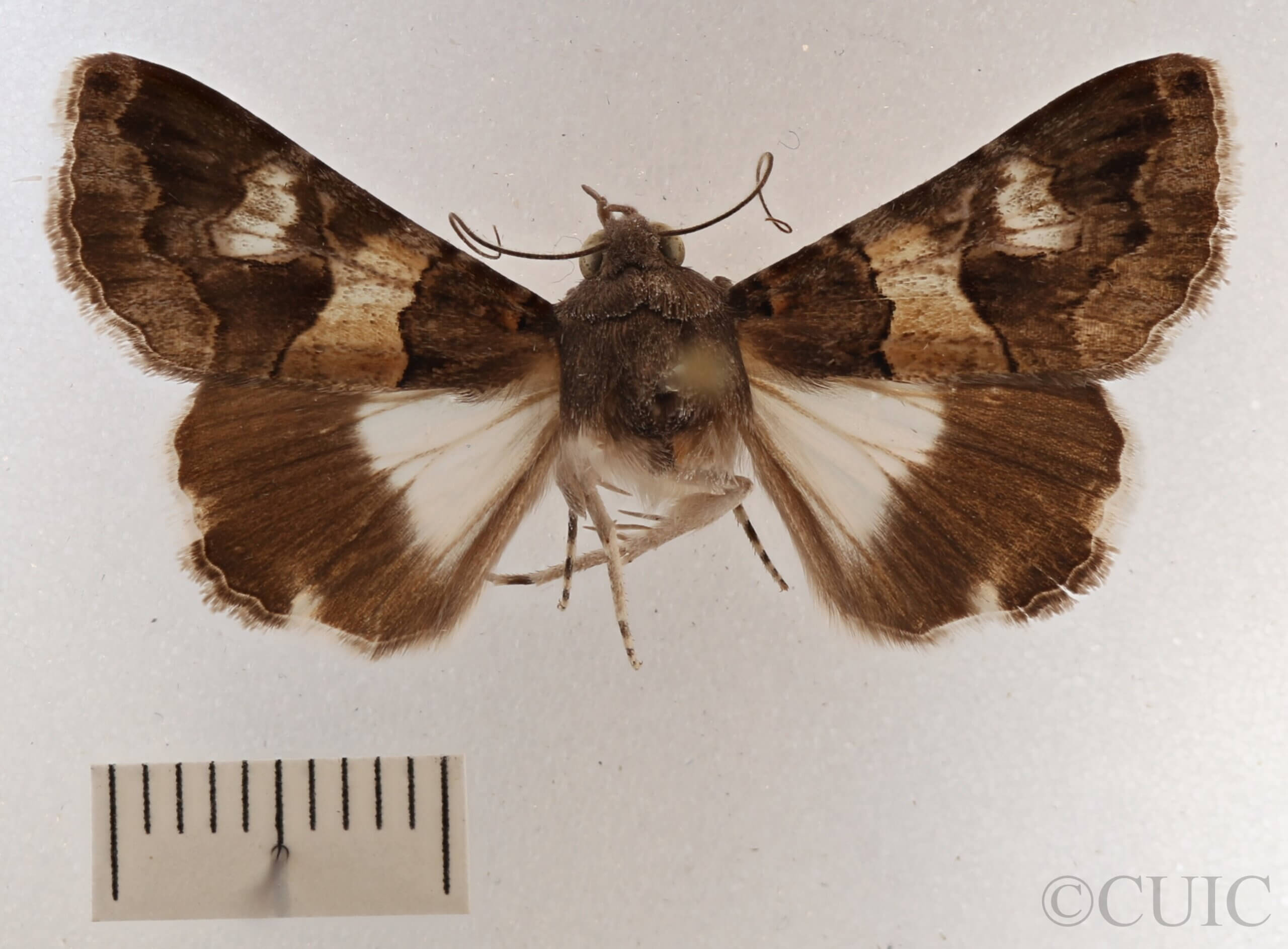 dorsal view of adult Melipotis sp.