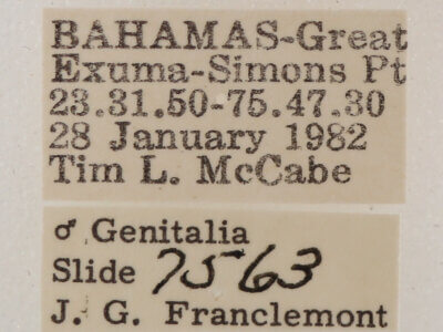 label view of adult Melipotis sp.