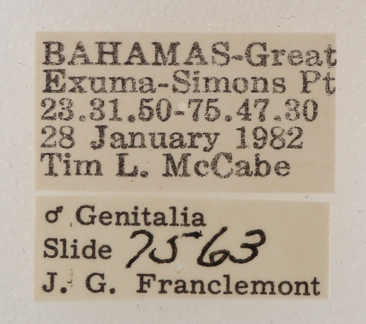 label view of adult Melipotis sp.