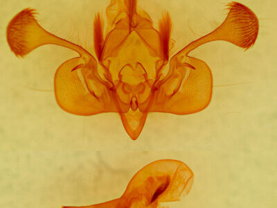 genitalia view of adult Mythimna sp.