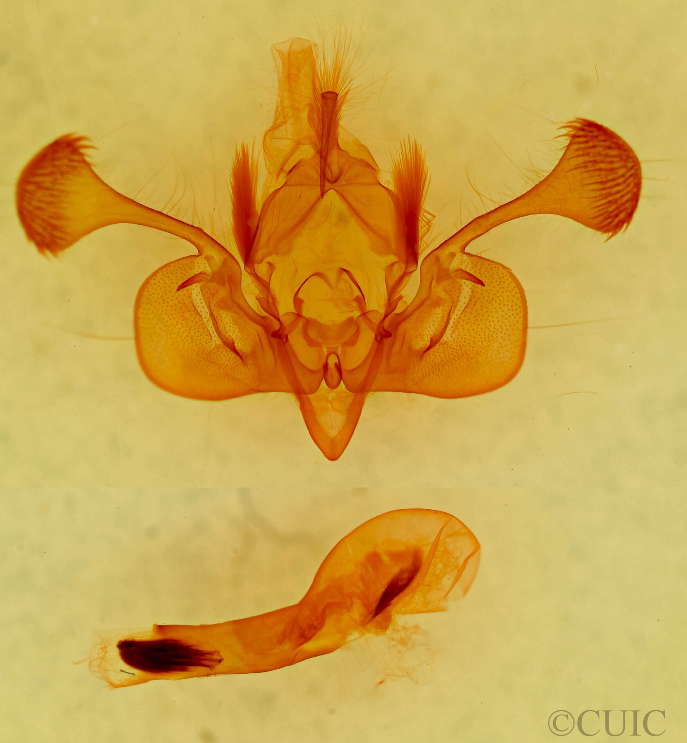 genitalia view of adult Mythimna sp.