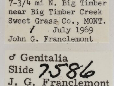 label view of adult Paectes abrostolella