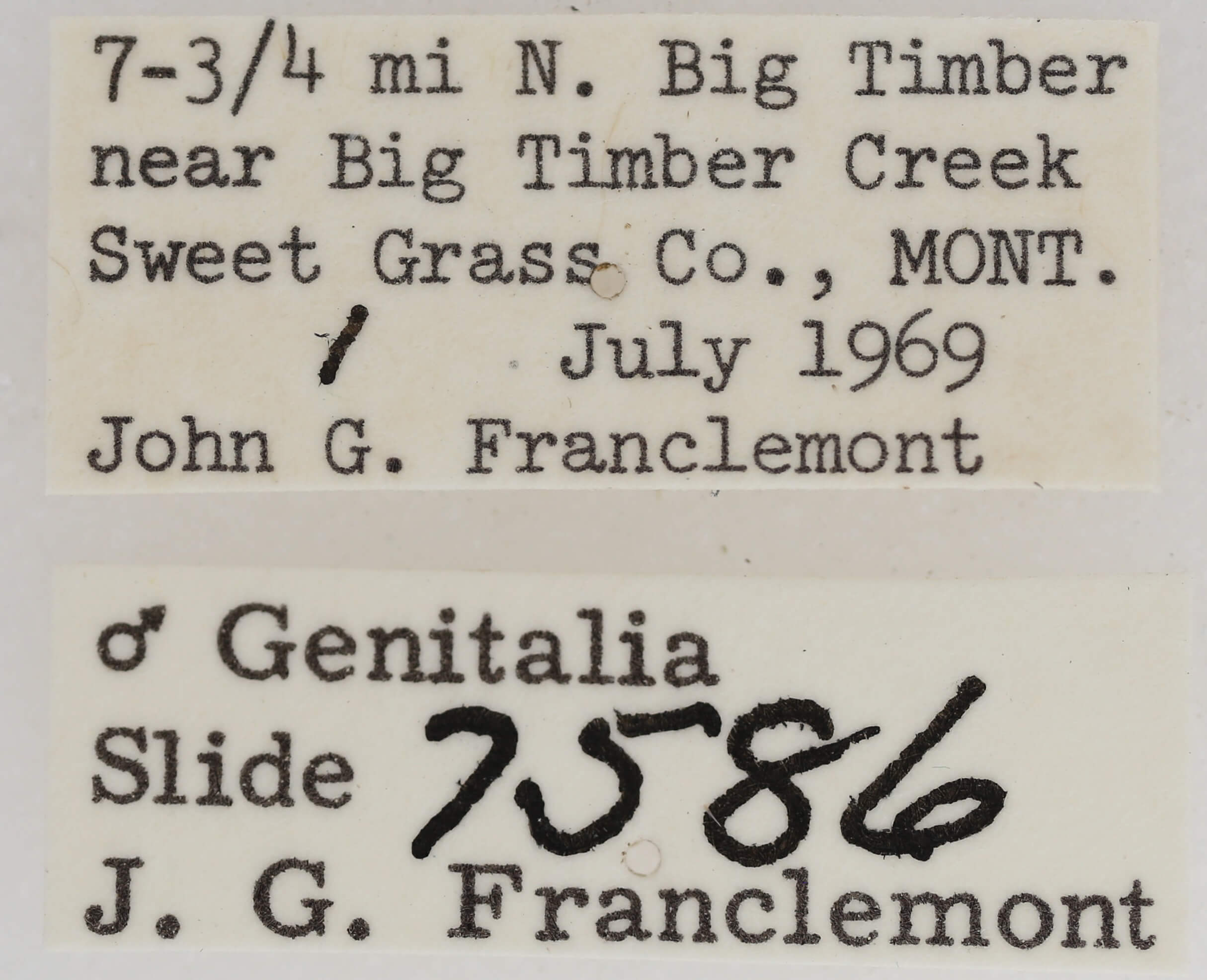 label view of adult Paectes abrostolella