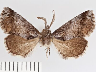 dorsal view of adult Paectes abrostolella