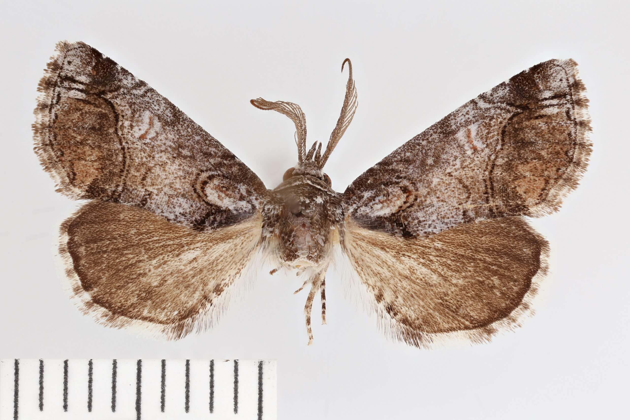 dorsal view of adult Paectes abrostolella