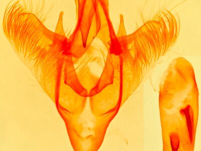 genitalia view of adult Paectes abrostolella