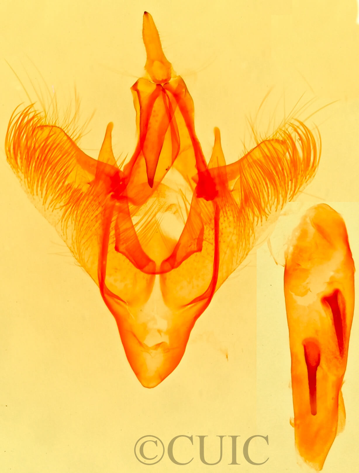 genitalia view of adult Paectes abrostolella