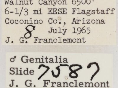 label view of adult Paectes abrostolella