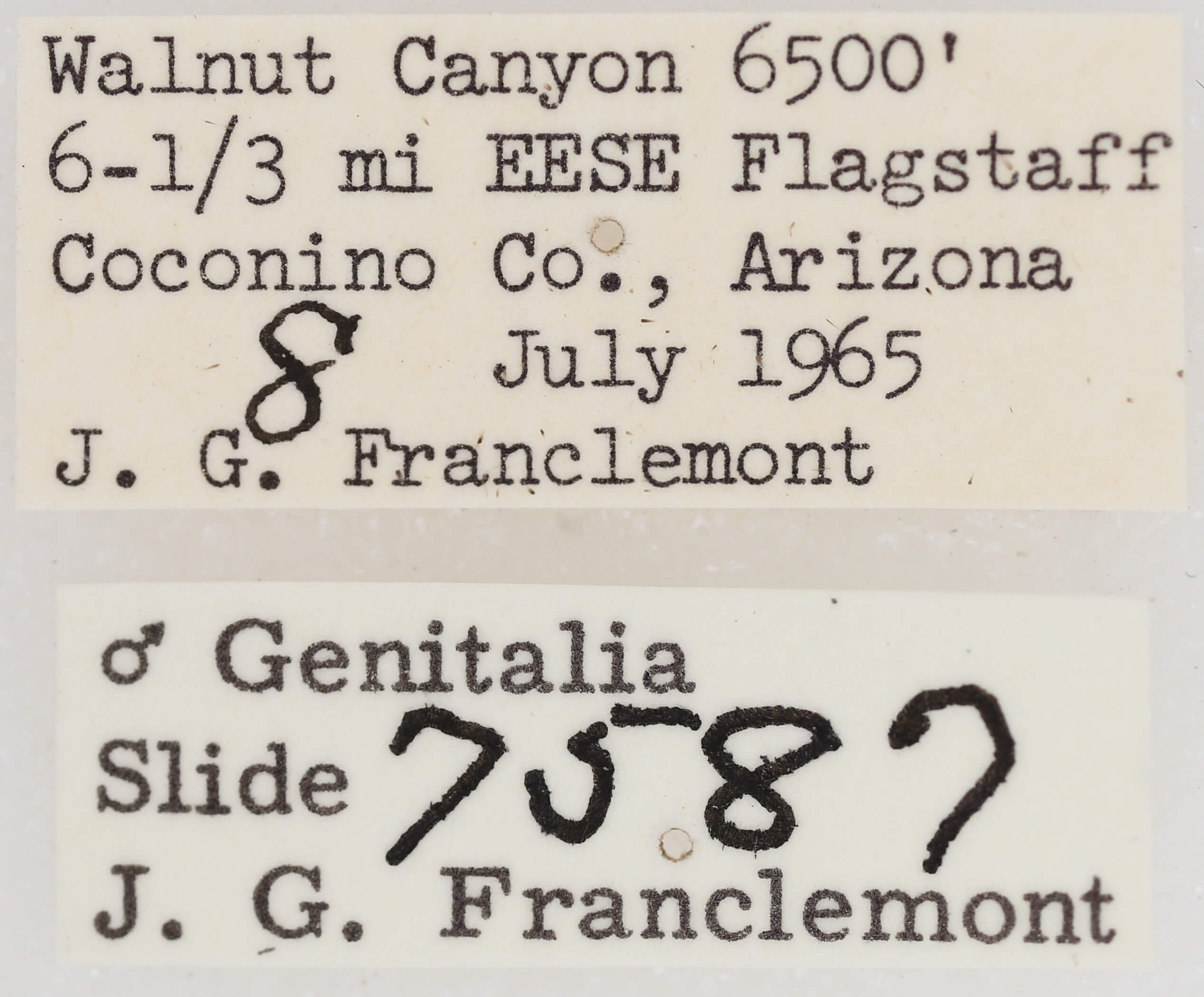 label view of adult Paectes abrostolella