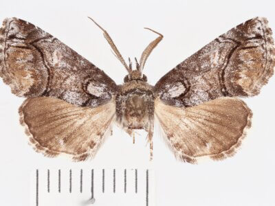 dorsal view of adult Paectes abrostolella