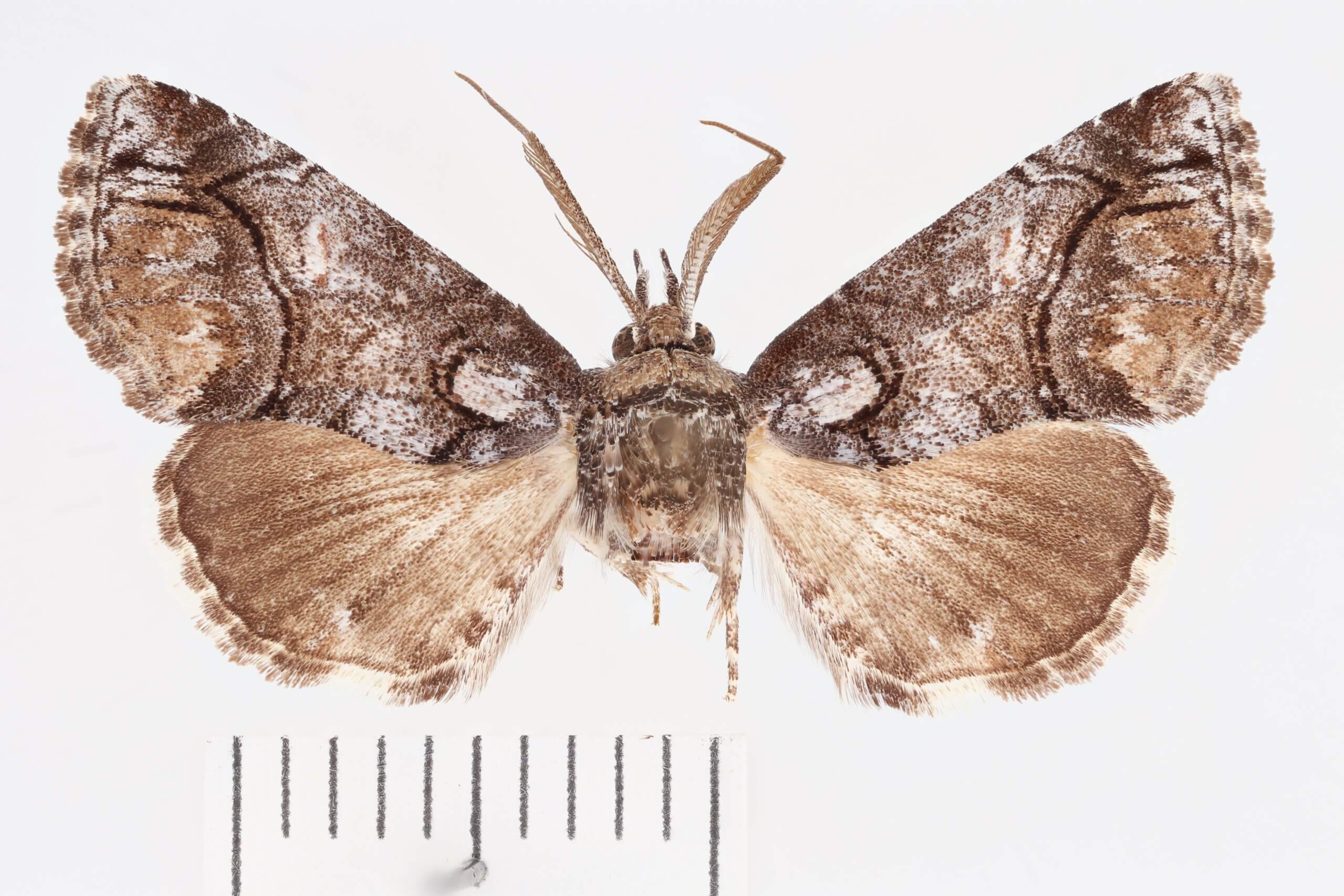 dorsal view of adult Paectes abrostolella