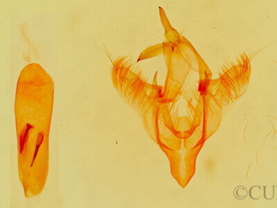 genitalia view of adult Paectes abrostolella