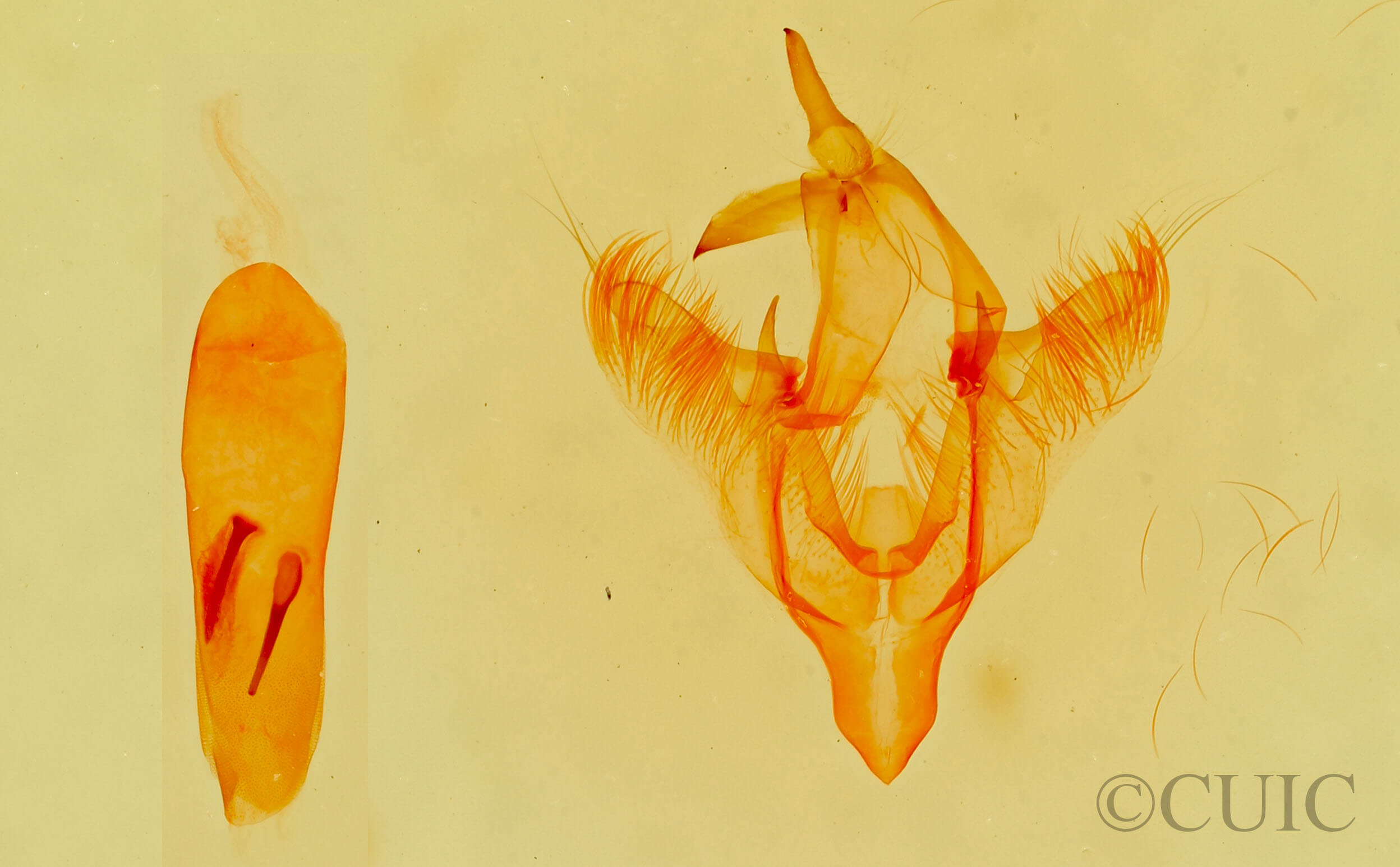 genitalia view of adult Paectes abrostolella