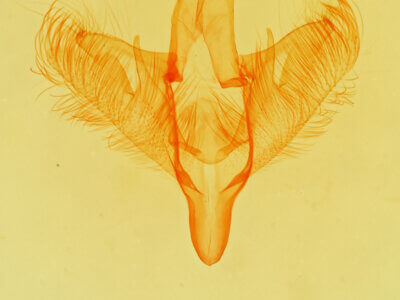 genitalia view of adult Paectes abrostolella