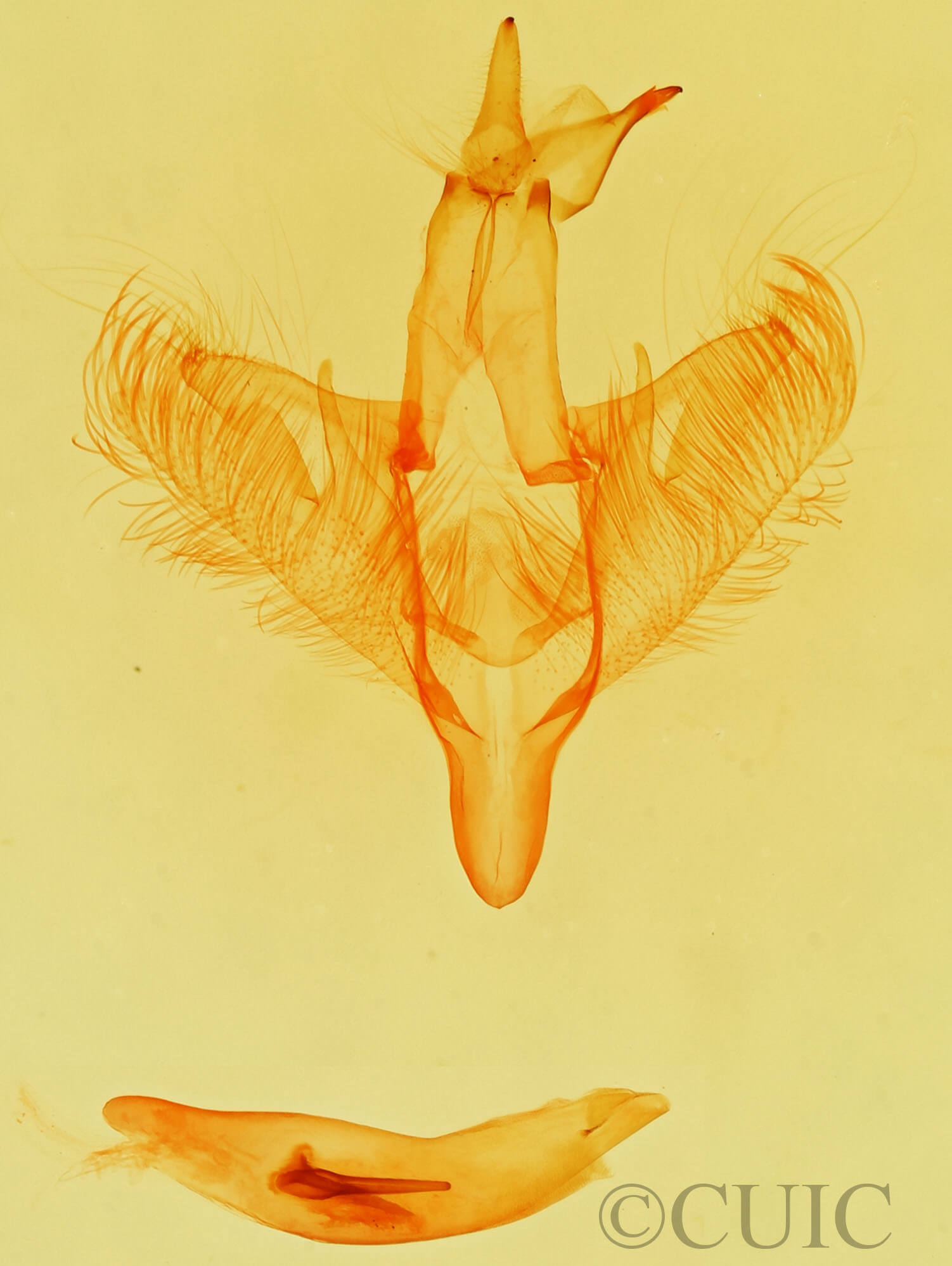 genitalia view of adult Paectes abrostolella