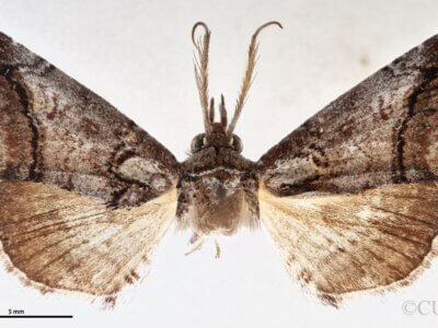 dorsal view of adult Paectes abrostolella