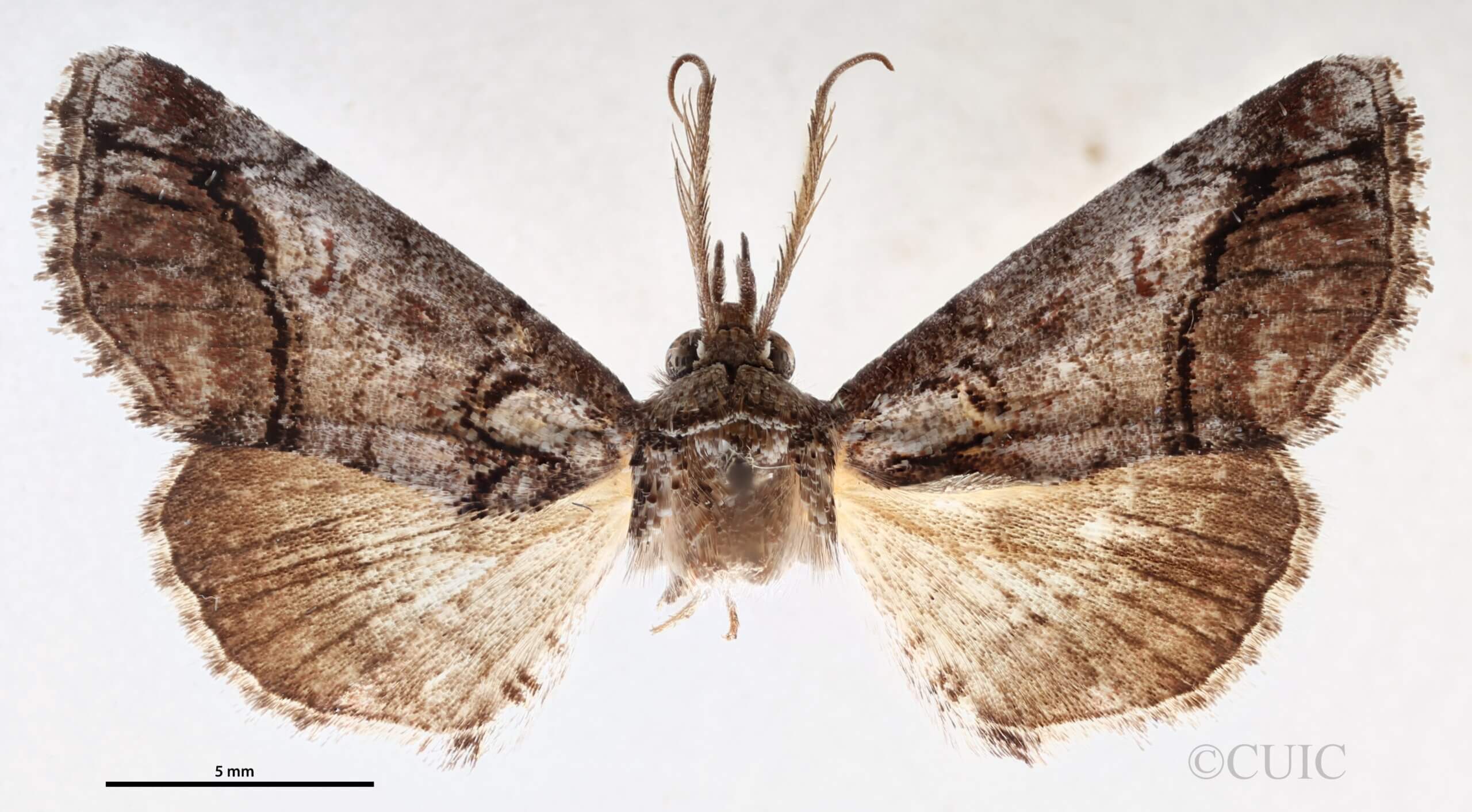 dorsal view of adult Paectes abrostolella