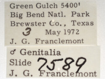 label view of adult Paectes abrostolella