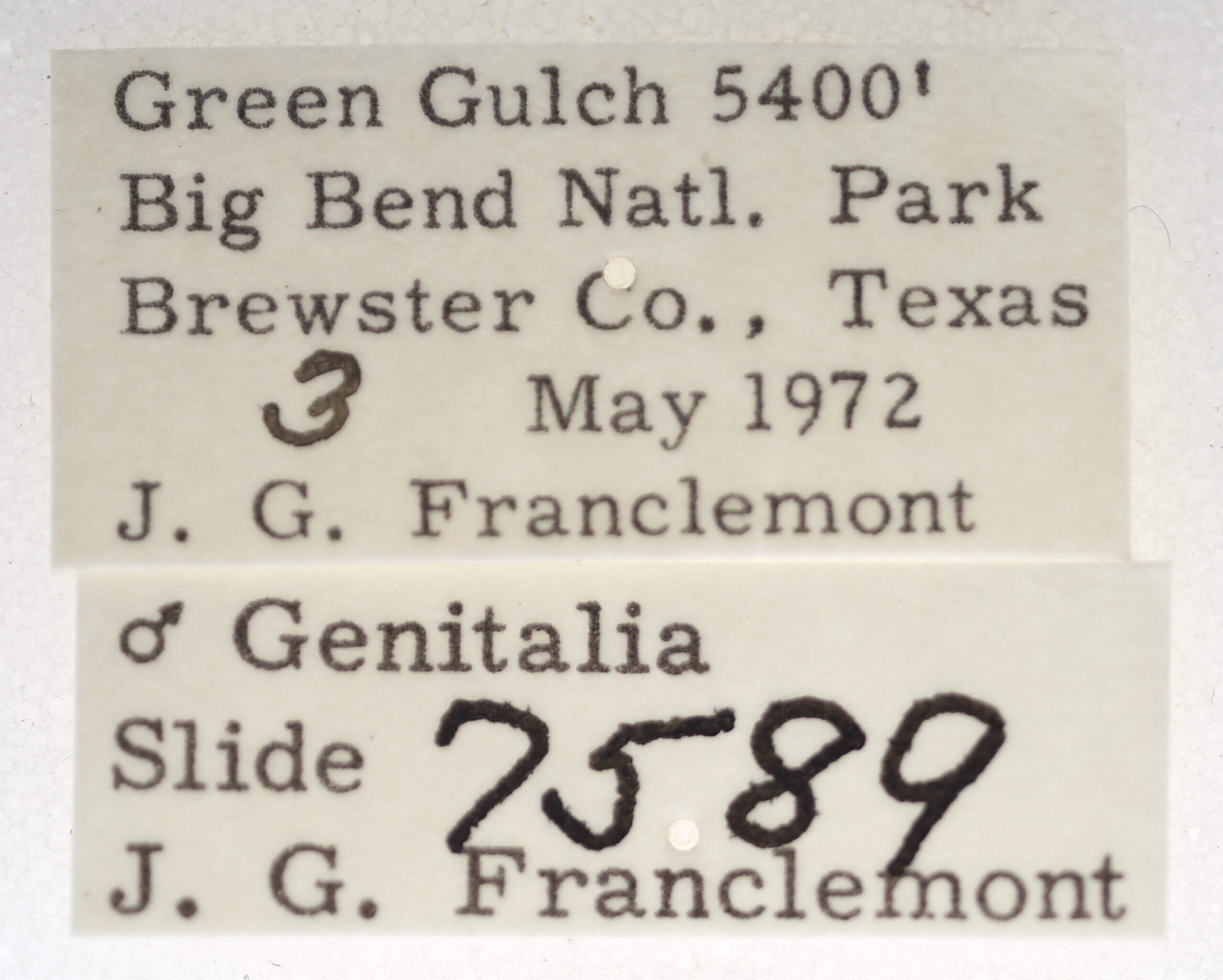 label view of adult Paectes abrostolella