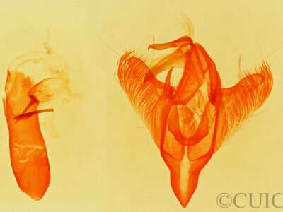 genitalia view of adult Paectes abrostolella