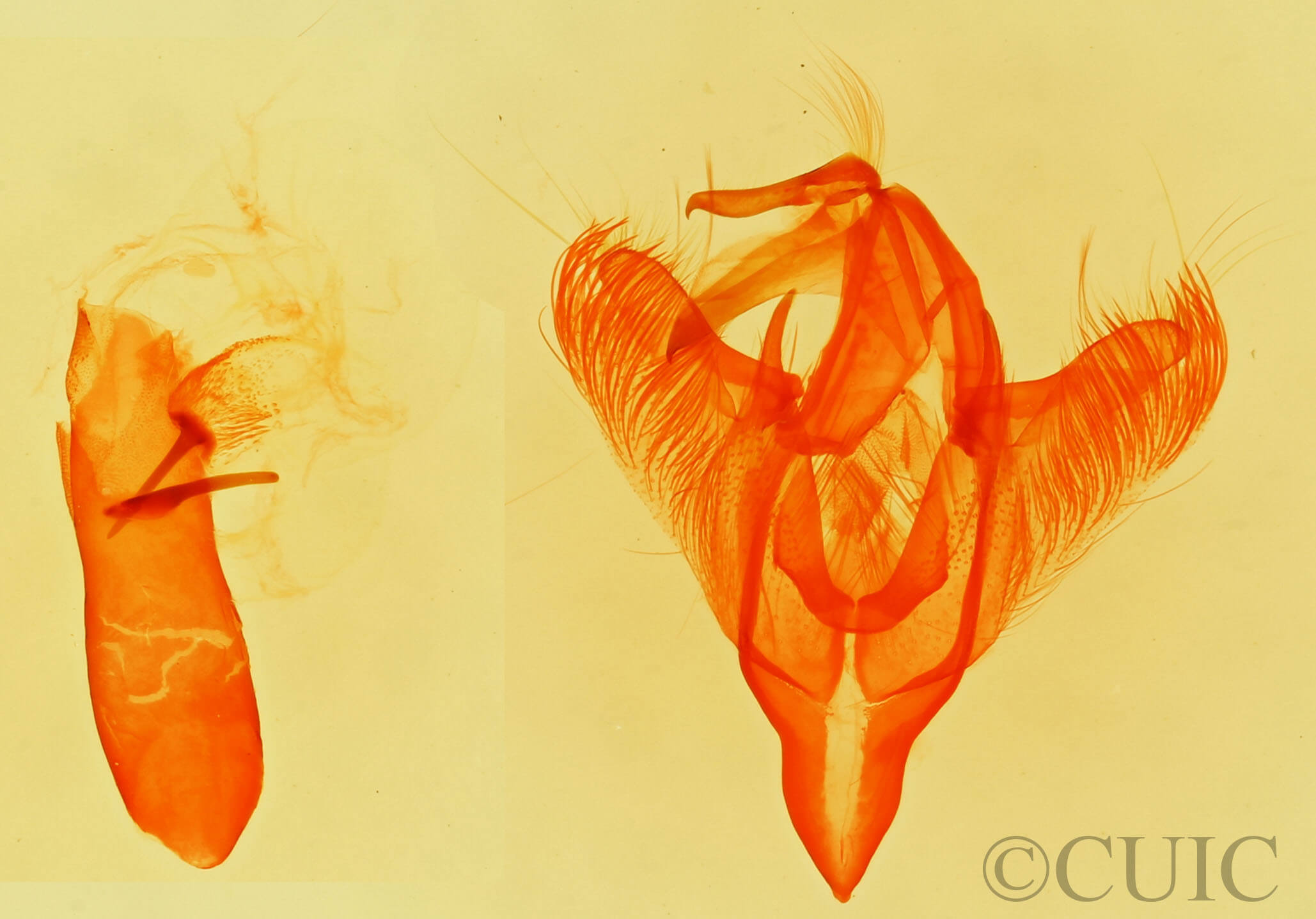 genitalia view of adult Paectes abrostolella