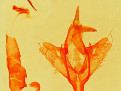 genitalia view of adult Paectes abrostolella