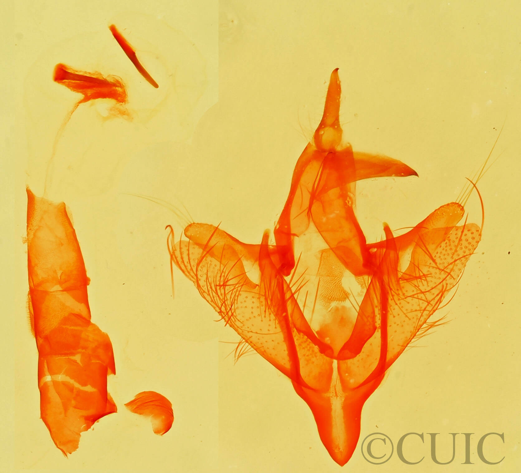 genitalia view of adult Paectes abrostolella