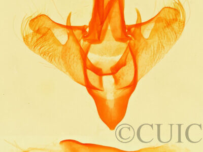 genitalia view of adult Paectes pygmaea