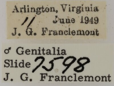 label view of adult Paectes pygmaea