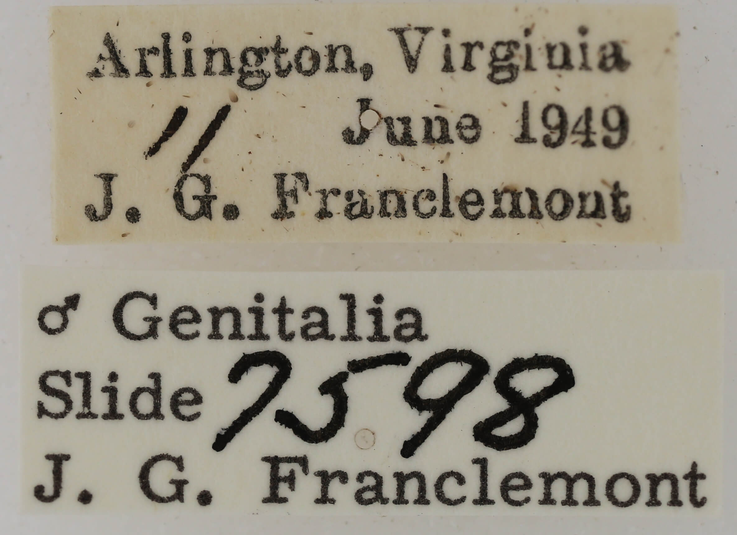 label view of adult Paectes pygmaea