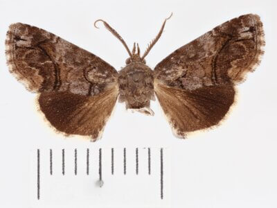 dorsal view of adult Paectes pygmaea