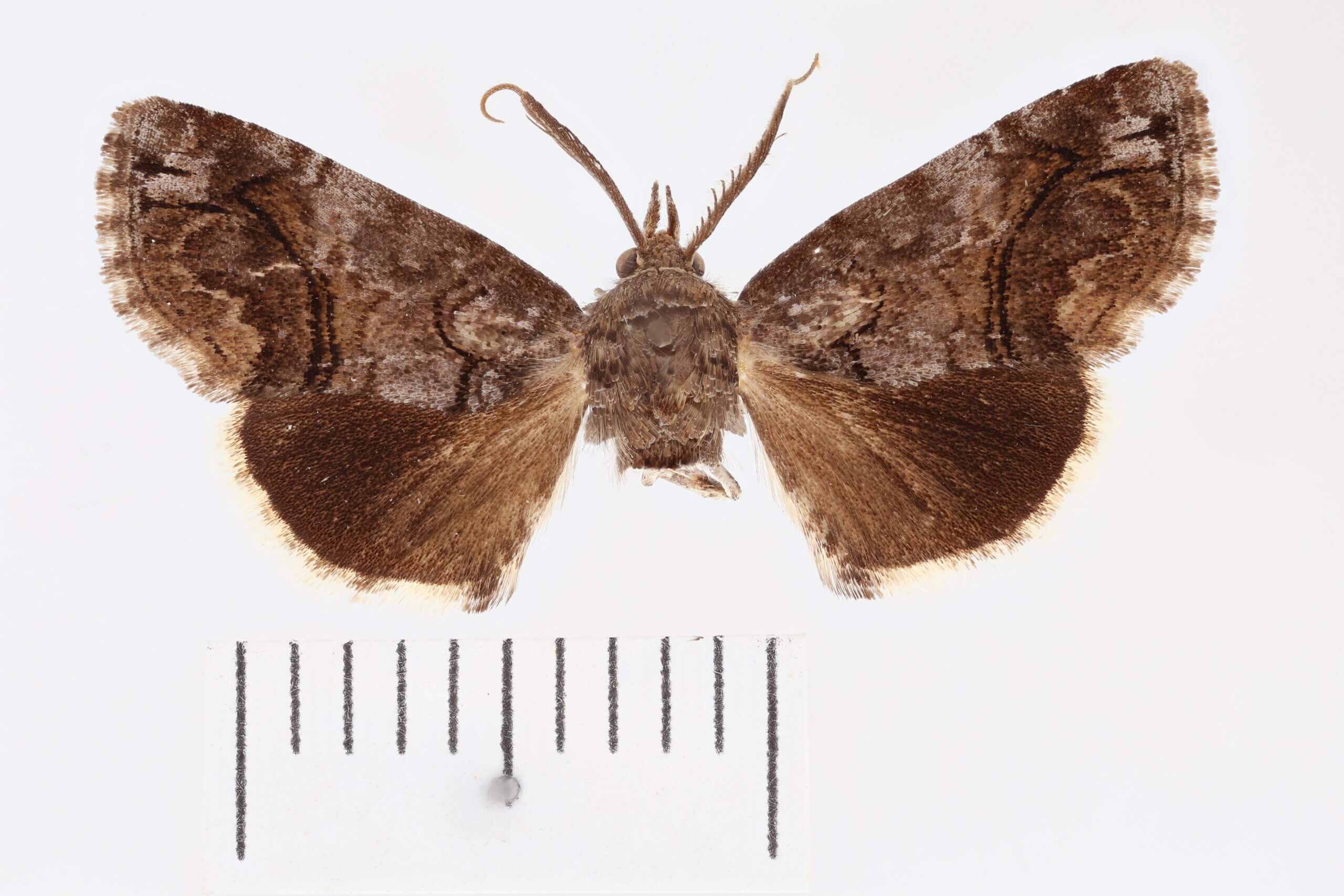 dorsal view of adult Paectes pygmaea