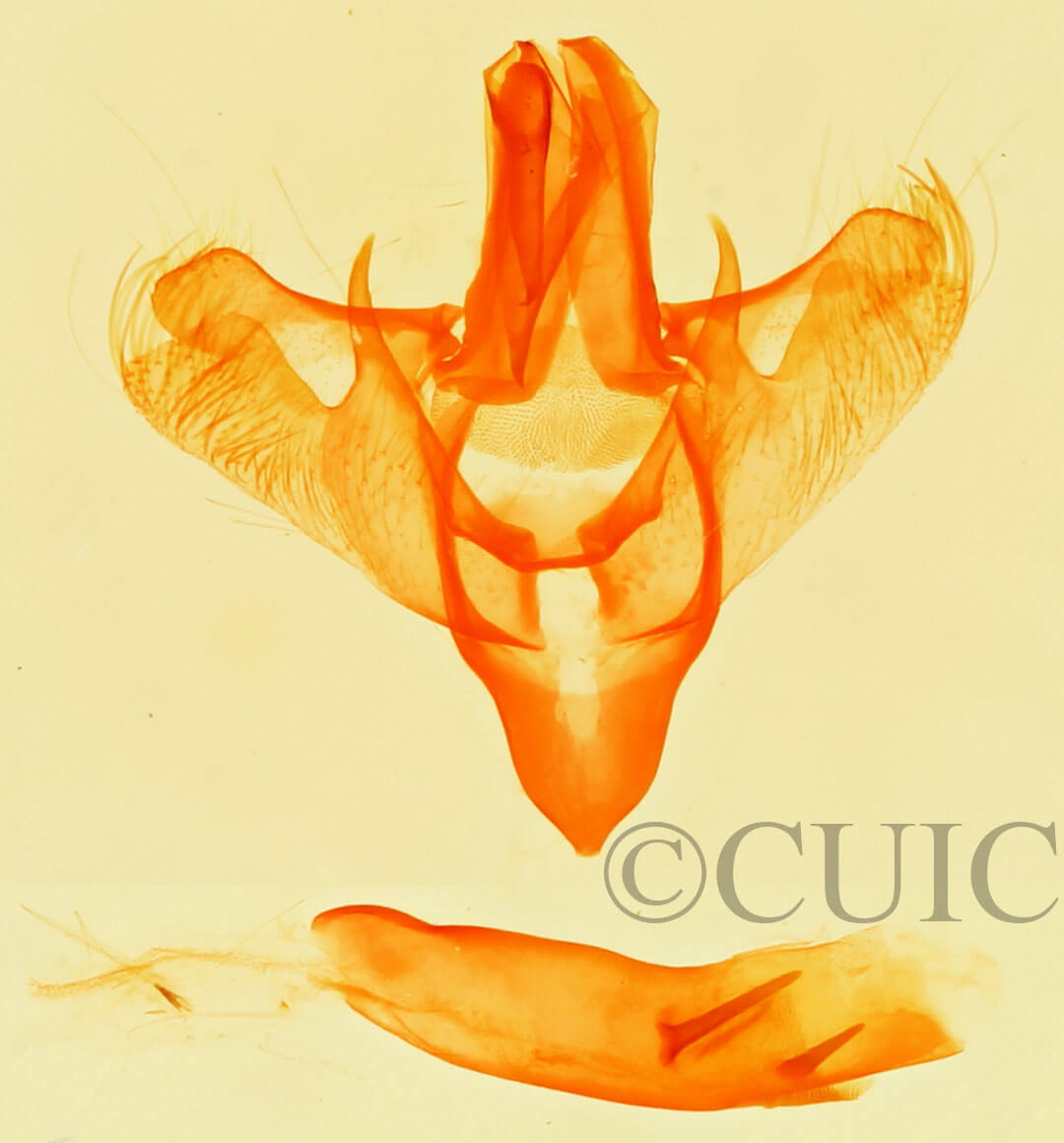 genitalia view of adult Paectes pygmaea
