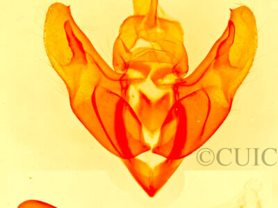 genitalia view of adult mottled Big Bend