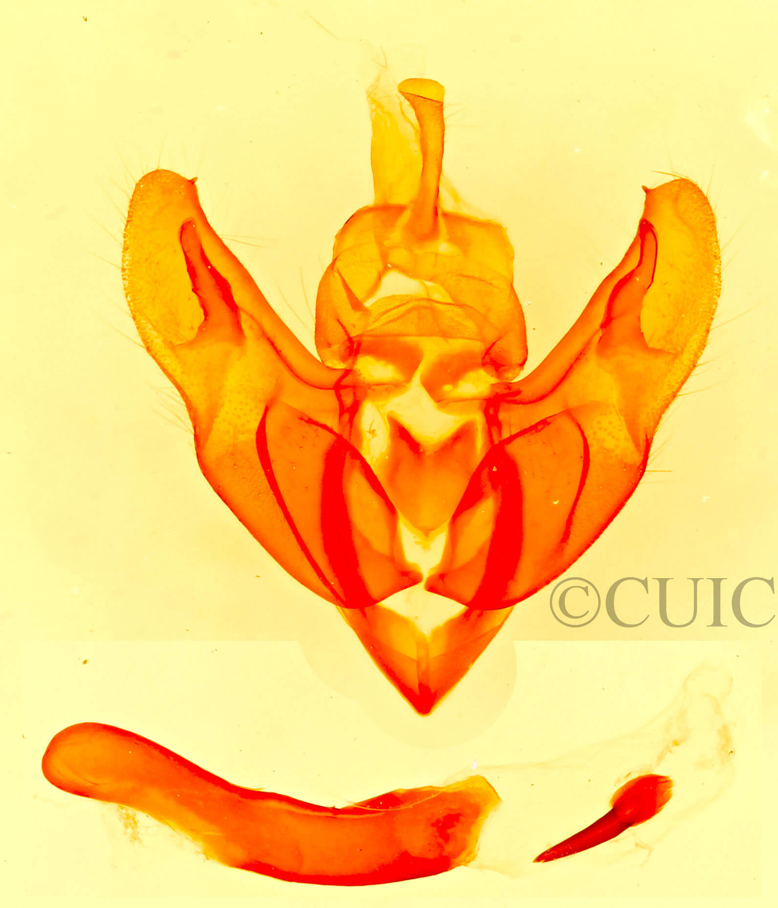 genitalia view of adult mottled Big Bend