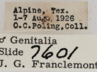 label view of adult Paectes abrostolella