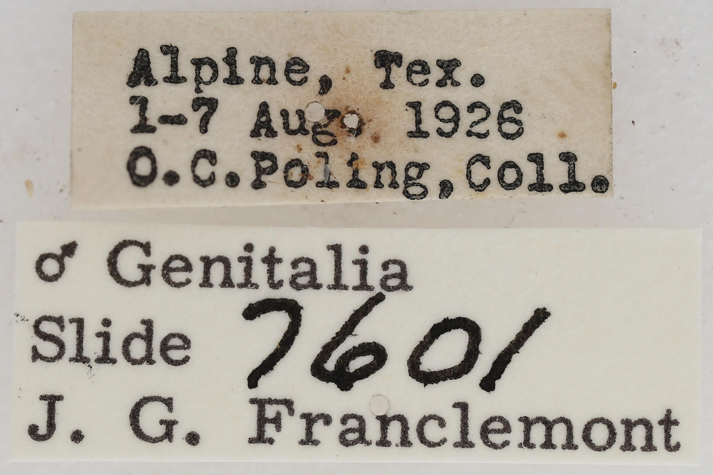 label view of adult Paectes abrostolella