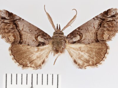 dorsal view of adult Paectes abrostolella