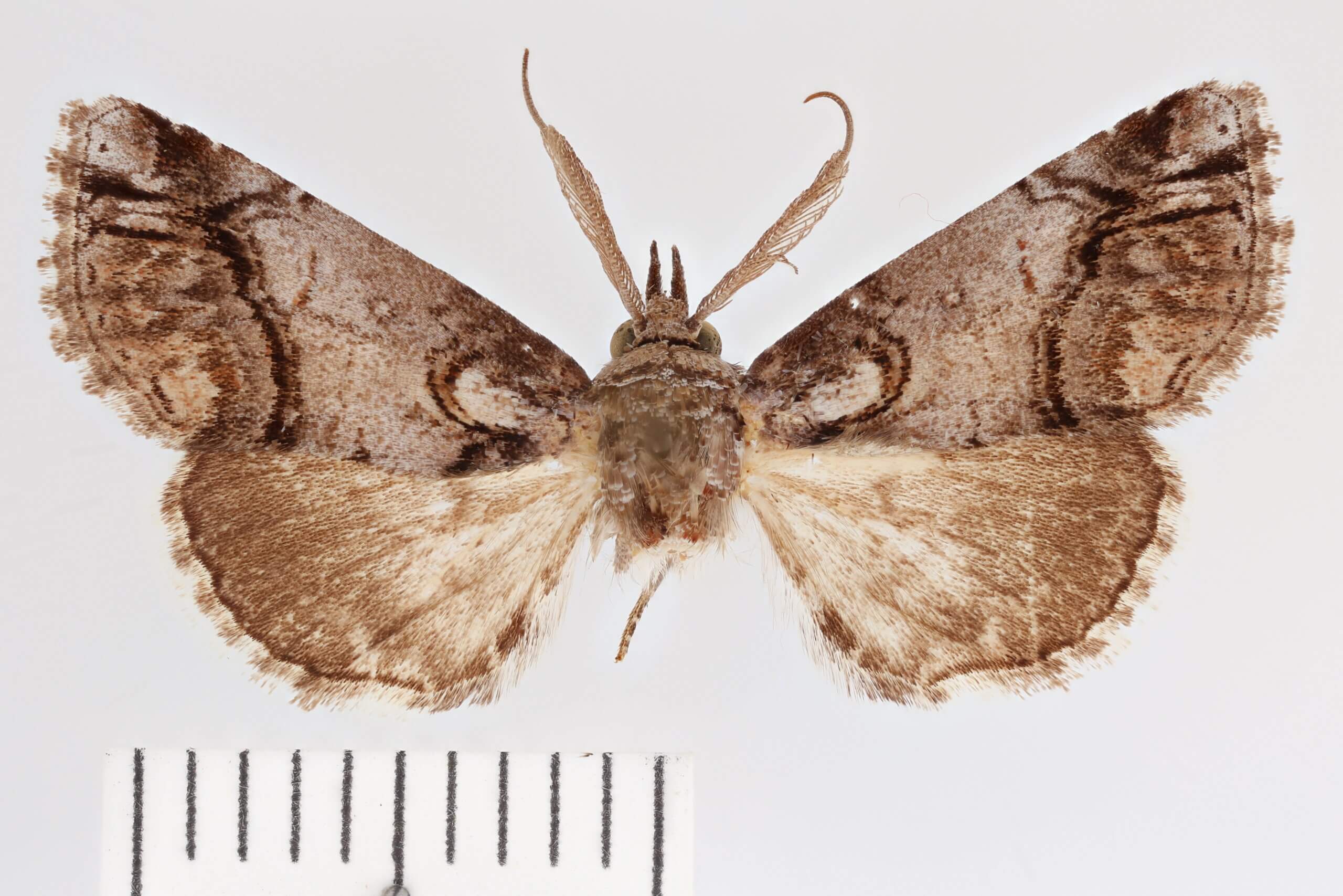 dorsal view of adult Paectes abrostolella