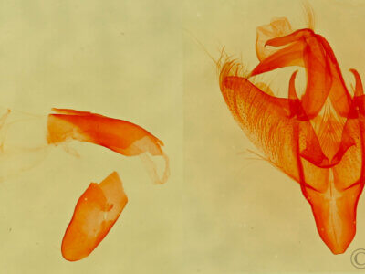 genitalia view of adult Paectes abrostolella