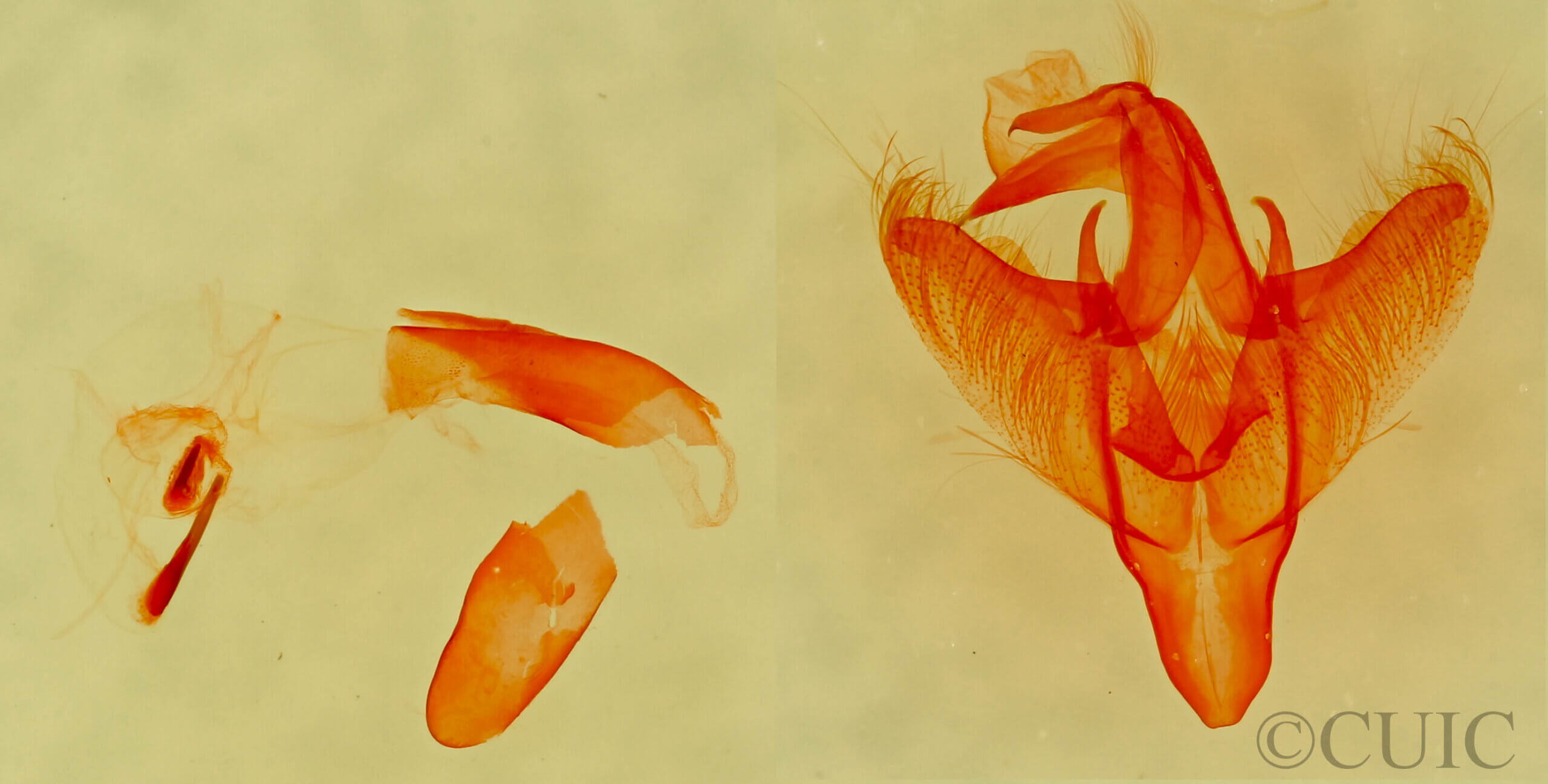 genitalia view of adult Paectes abrostolella