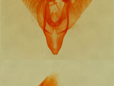 genitalia view of adult Paectes abrostolella