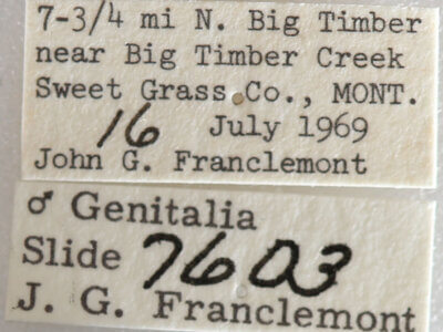 label view of adult Paectes abrostolella