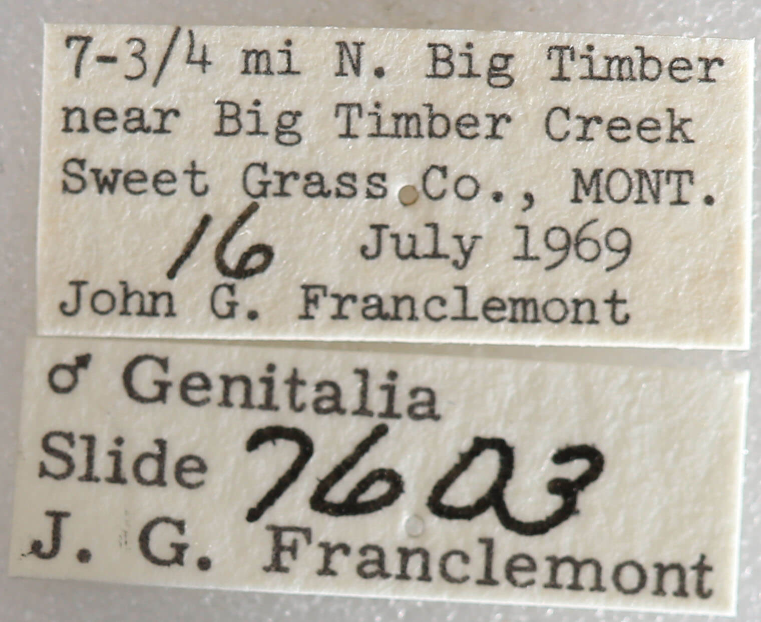 label view of adult Paectes abrostolella