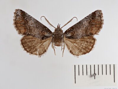 dorsal view of adult Paectes abrostolella