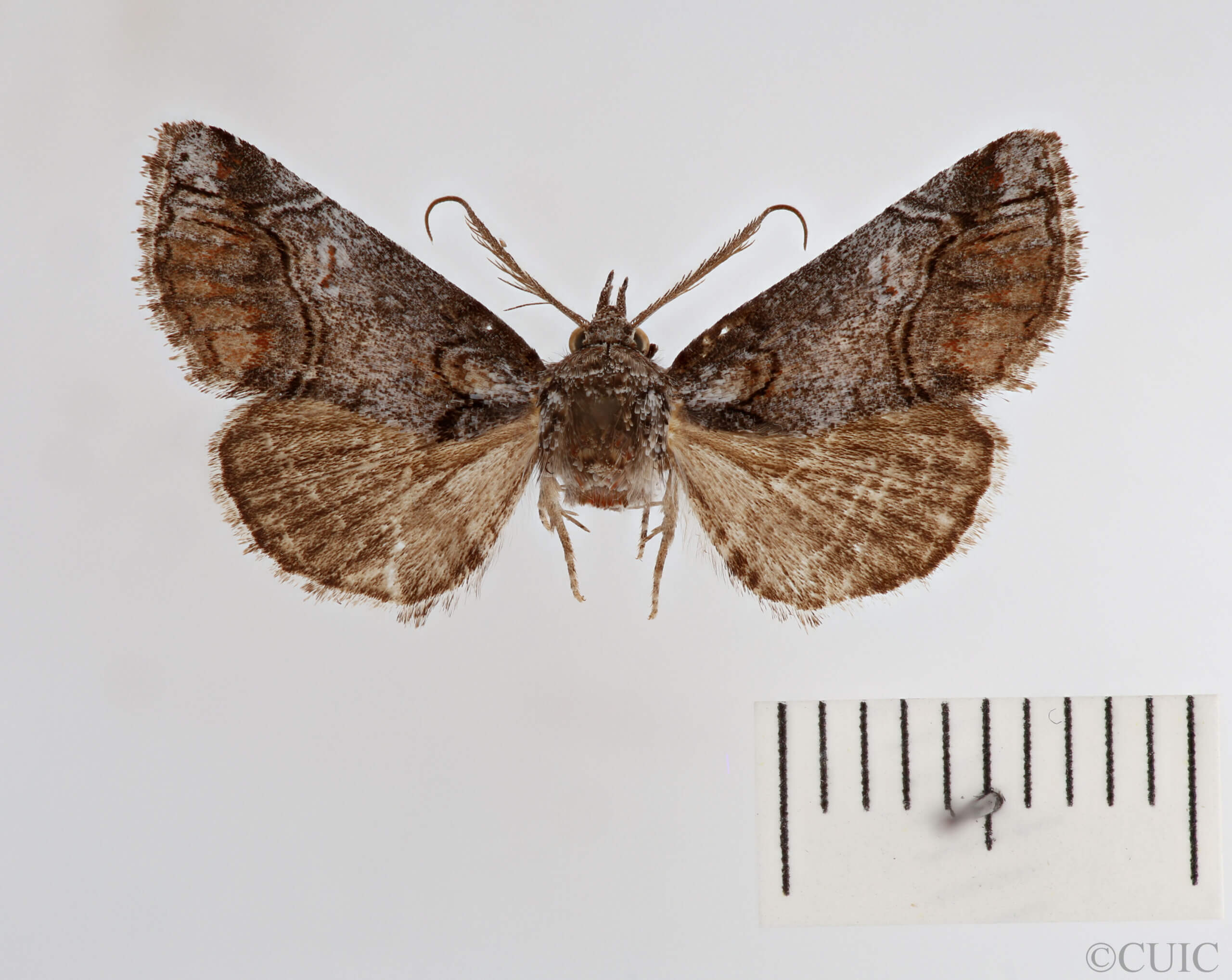 dorsal view of adult Paectes abrostolella