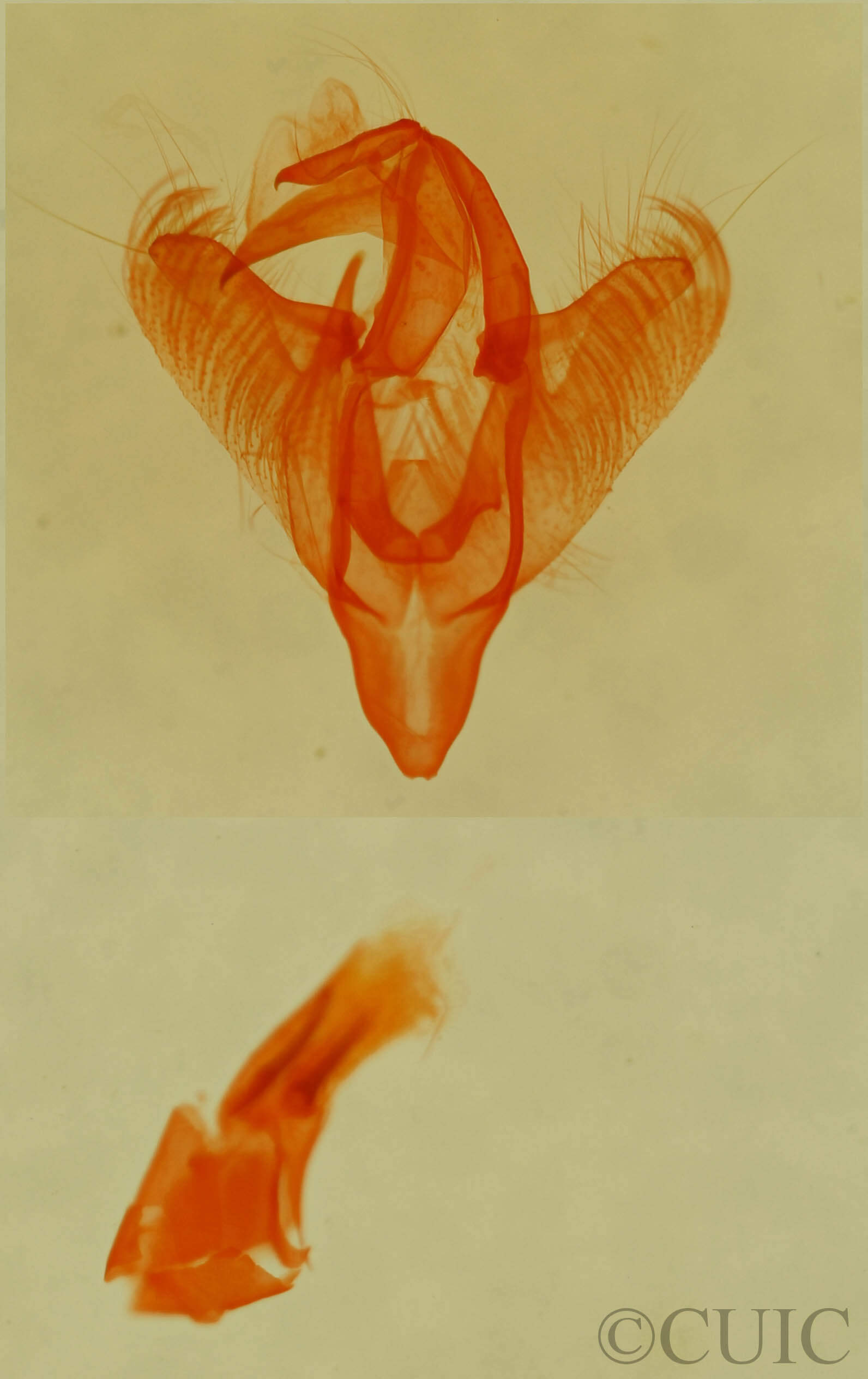 genitalia view of adult Paectes abrostolella