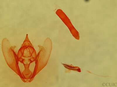 genitalia view of adult Sericoptera virginaria